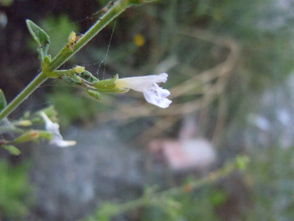 Calamintha nepeta